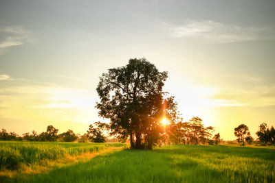 Trees on field against sky during sunset