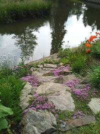 Plants growing in pond