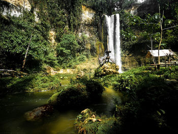 Plants and trees in forest