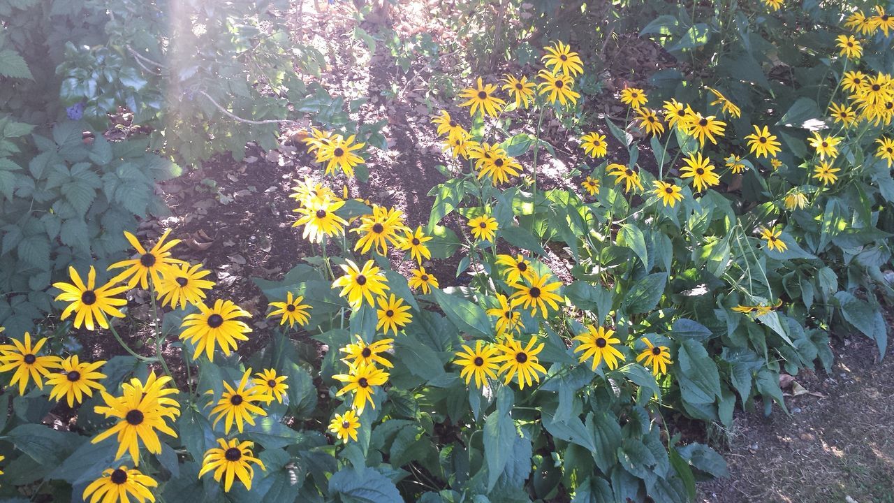 flower, yellow, growth, freshness, plant, beauty in nature, fragility, petal, blooming, nature, leaf, in bloom, sunlight, field, high angle view, green color, growing, flower head, day, blossom