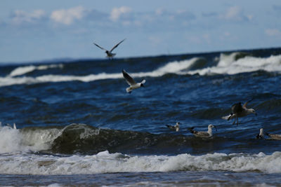 Seagulls flying over sea