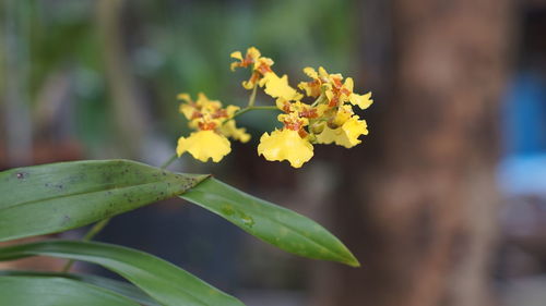 Close-up of insect on yellow flowers