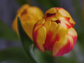 Close-up of yellow tulip