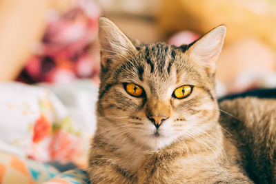 Close-up portrait of cat