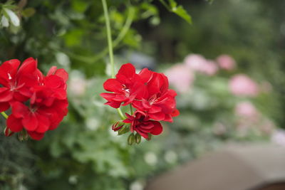 Close-up of red flowering plant in park