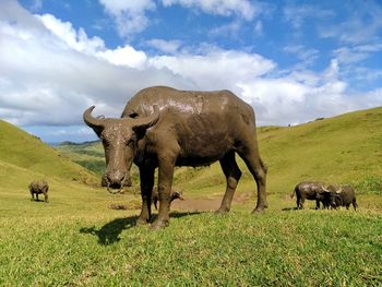 Bulls covered in mud in grass field