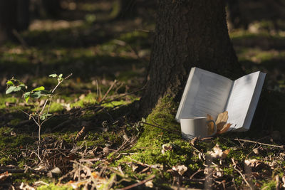 Open book with cup against tree trunk at park during autumn