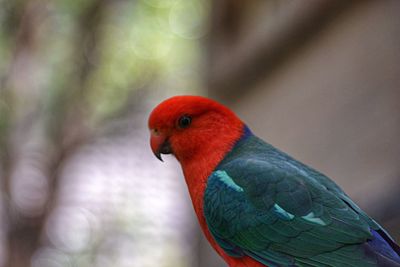 Close-up of parrot perching on branch