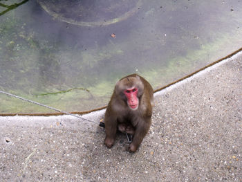 Portrait of monkey at zoo