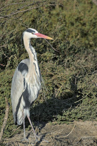 High angle view of gray heron perching on a field