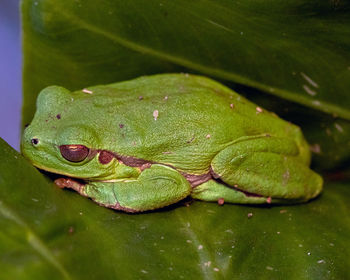 Close-up of frog on leaf