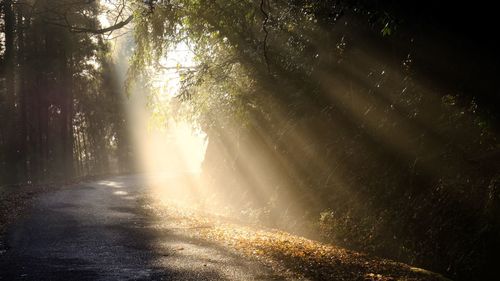 Sunlight streaming through trees in forest
