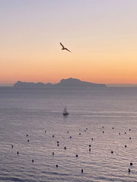 Seagulls flying over sea against sky during sunset