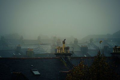 Atmospheric sea mist over rooftops with bird
