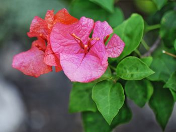 Close-up of water drops on pink flower