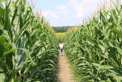 Rear view of man walking in vineyard against sky