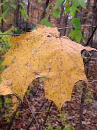 Close-up of dry leaves