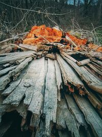 Close-up of dry leaves on tree trunk in forest