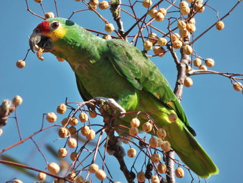 pet