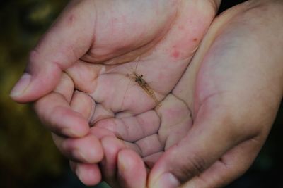 Close-up of insect on hand