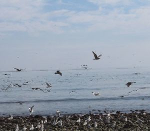 View of birds in flight