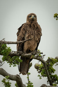 Low angle view of eagle perching on tree against sky