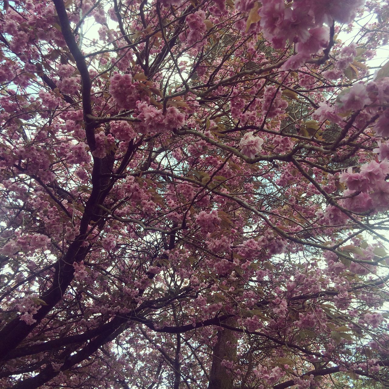tree, low angle view, branch, growth, flower, beauty in nature, nature, freshness, sky, pink color, blossom, cherry blossom, fragility, cherry tree, day, outdoors, no people, tranquility, springtime, in bloom