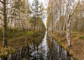 Trees in forest