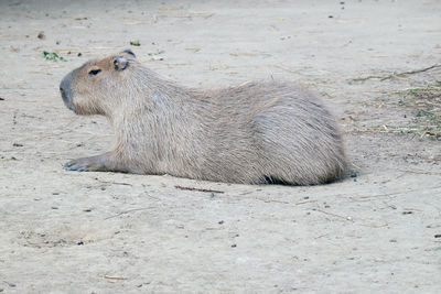 Capybara - kapibara, hydrochoerus hydrochaeris, the largest living rodent in the world
