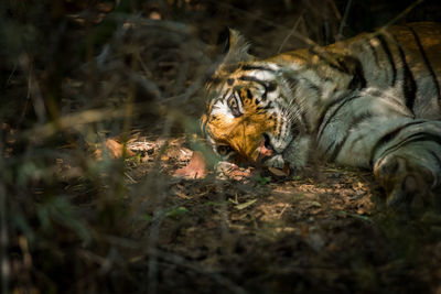 High angle view of tiger sleeping on field in forest