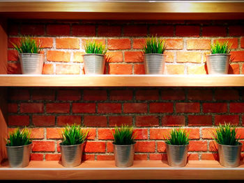 Potted plants in store