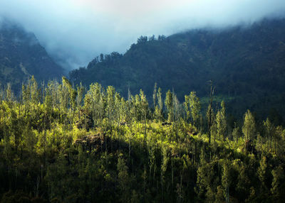 Plants growing on land