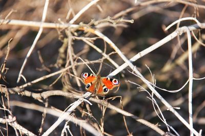 Close-up of ladybug on plant