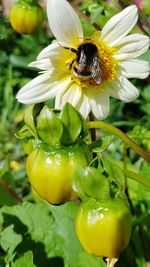 Close-up of bee pollinating on yellow flower