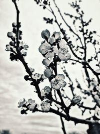 Close-up of cherry blossom on tree branch