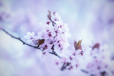 Close-up of purple cherry blossom outdoors