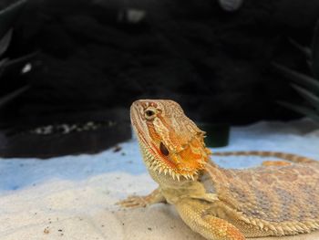 Close-up of lizard on rock