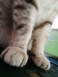 Close-up of a cat