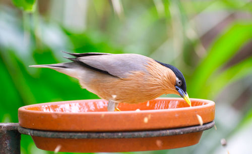 Close-up of bird perching on feeder