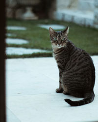 Portrait of cat sitting outdoors
