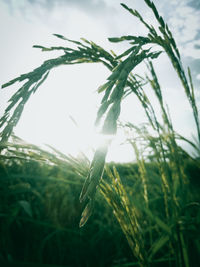 Close-up of stalks in field