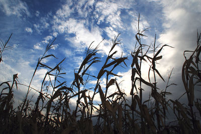 Low angle view of crops against sky