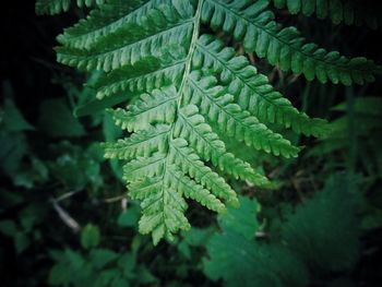 Close-up of green leaves