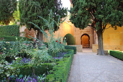 Flowering plants against trees