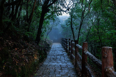 Footpath amidst trees in forest
