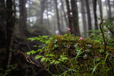 Close-up of flowering plant in forest