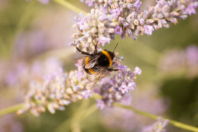 Close-up of insect on purple flower