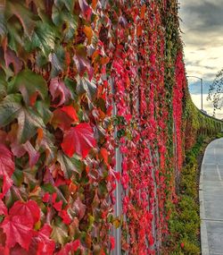 Red flowering plants and trees against sky