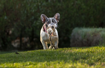 Portrait of dog on field