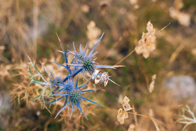 High angle view of flowering plant on field